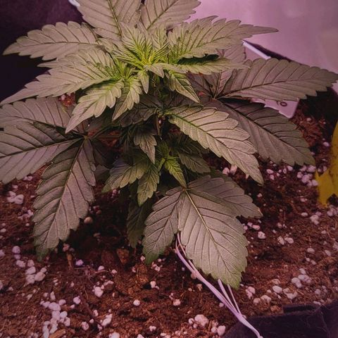 Diablo Rojo xl auto & Auto betty growlog photo: Slike nakon zalijevanja