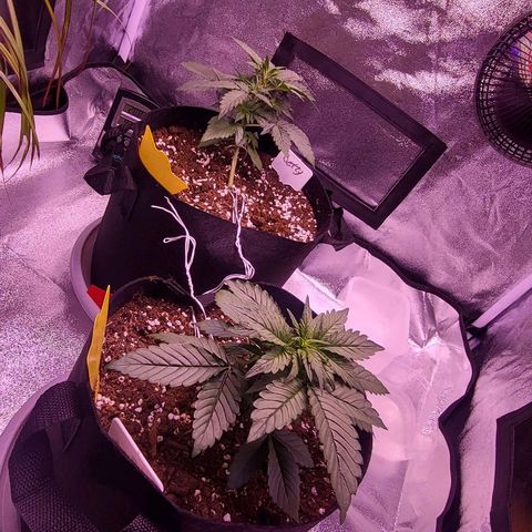 Diablo Rojo xl auto & Auto betty growlog photo: Slike nakon zalijevanja