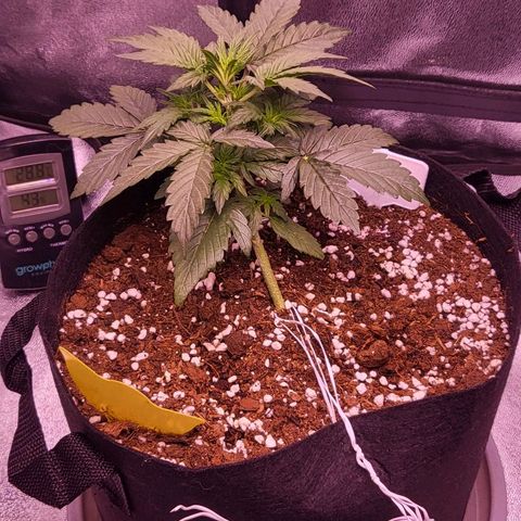 Diablo Rojo xl auto & Auto betty growlog photo: Slike nakon zalijevanja