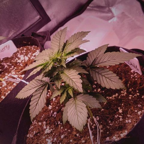 Diablo Rojo xl auto & Auto betty growlog photo: Slike nakon zalijevanja