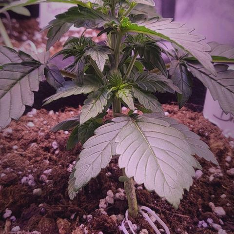 Diablo Rojo xl auto & Auto betty growlog photo: Slike nakon zalijevanja