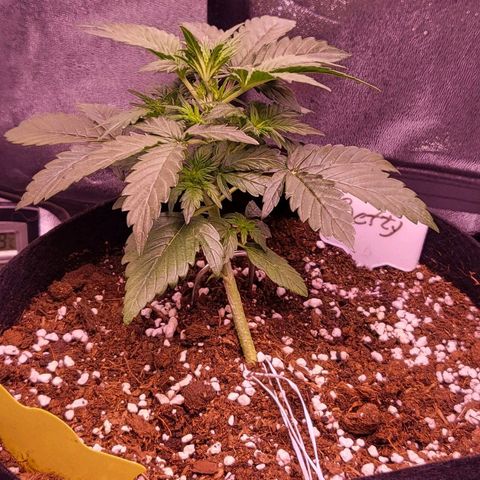 Diablo Rojo xl auto & Auto betty growlog photo: Slike nakon zalijevanja