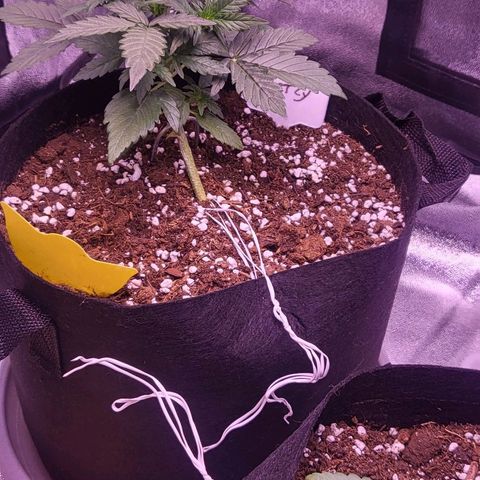 Diablo Rojo xl auto & Auto betty growlog timeline photo