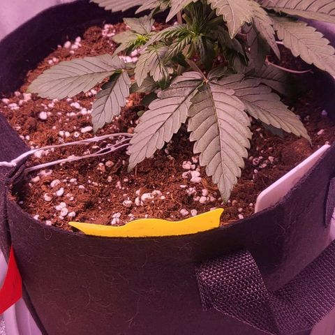 Diablo Rojo xl auto & Auto betty growlog timeline photo