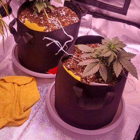 Diablo Rojo xl auto & Auto betty growlog timeline photo