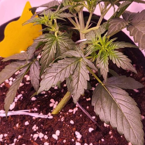 Diablo Rojo xl auto & Auto betty growlog photo: 0.5 L po biljci vode 