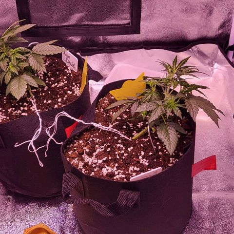 Diablo Rojo xl auto & Auto betty growlog photo: 0.5 L po biljci vode 