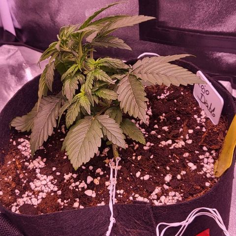 Diablo Rojo xl auto & Auto betty growlog photo: 0.5 L po biljci vode 