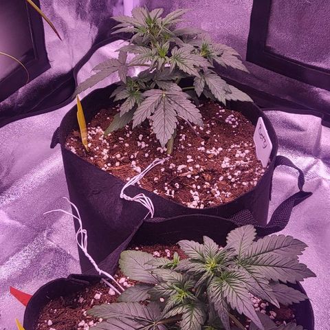 Diablo Rojo xl auto & Auto betty growlog timeline photo