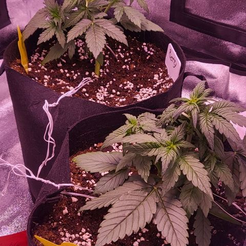 Diablo Rojo xl auto & Auto betty growlog timeline photo