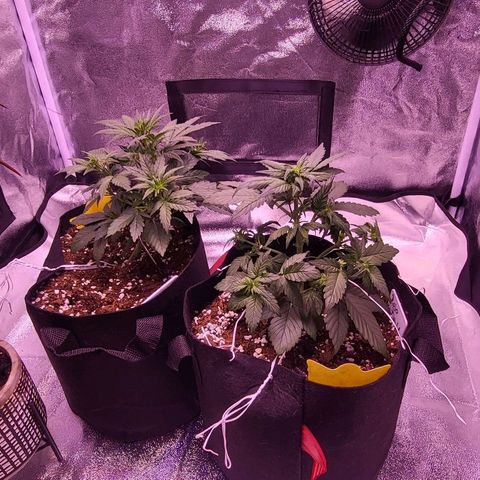 Diablo Rojo xl auto & Auto betty growlog timeline photo
