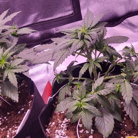 Diablo Rojo xl auto & Auto betty growlog timeline photo