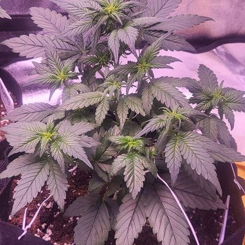 Diablo Rojo xl auto & Auto betty growlog timeline photo