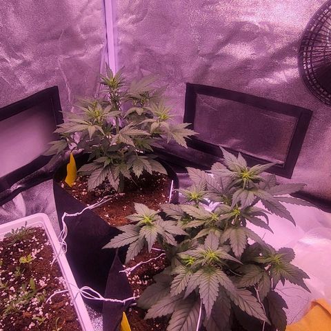 Diablo Rojo xl auto & Auto betty growlog timeline photo