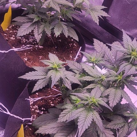 Diablo Rojo xl auto & Auto betty growlog timeline photo