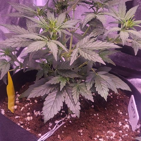 Diablo Rojo xl auto & Auto betty growlog timeline photo