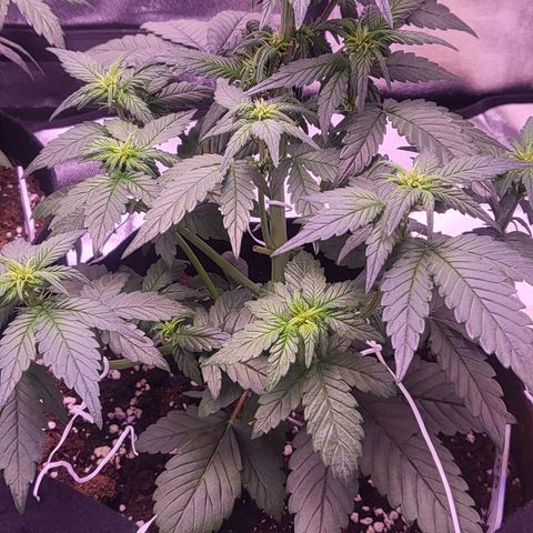 Diablo Rojo xl auto & Auto betty growlog timeline photo
