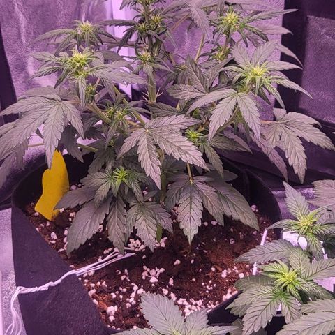 Diablo Rojo xl auto & Auto betty growlog timeline photo