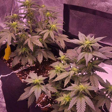 Diablo Rojo xl auto & Auto betty growlog timeline photo