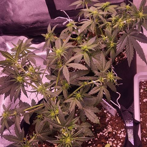 Diablo Rojo xl auto & Auto betty growlog photo: Lst trimm