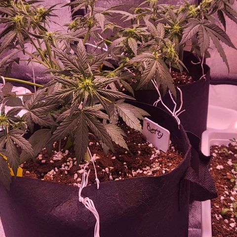 Diablo Rojo xl auto & Auto betty growlog photo: Lst trimm