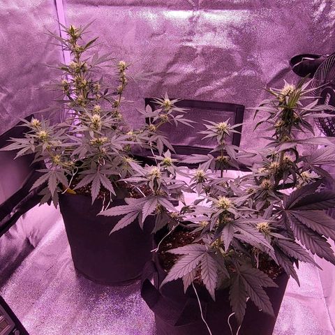 Diablo Rojo xl auto & Auto betty growlog timeline photo