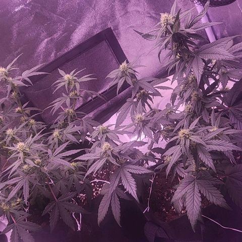 Diablo Rojo xl auto & Auto betty growlog timeline photo