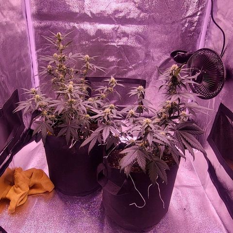 Diablo Rojo xl auto & Auto betty growlog timeline photo