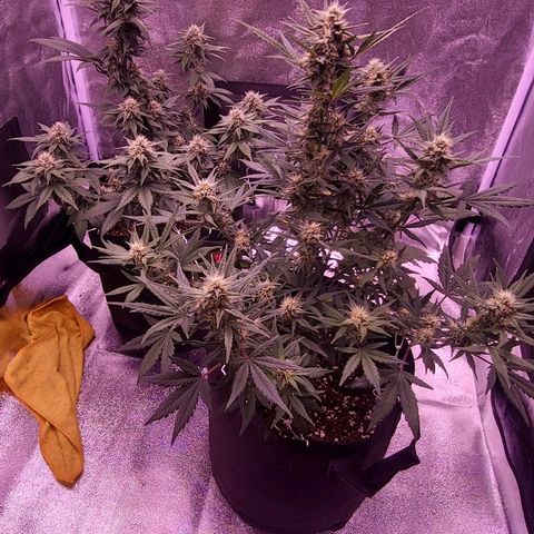 Diablo Rojo xl auto & Auto betty growlog timeline photo