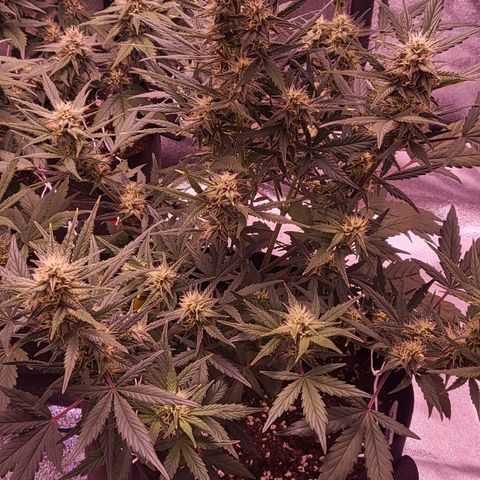 Diablo Rojo xl auto & Auto betty growlog timeline photo