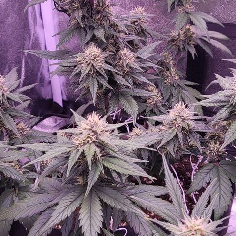Diablo Rojo xl auto & Auto betty growlog timeline photo