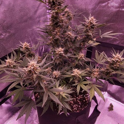 Diablo Rojo xl auto & Auto betty growlog timeline photo