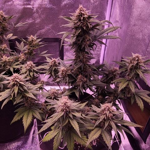 Diablo Rojo xl auto & Auto betty growlog timeline photo