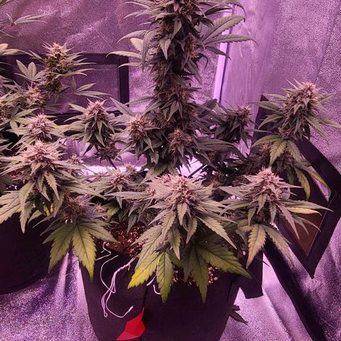Diablo Rojo xl auto & Auto betty growlog timeline photo