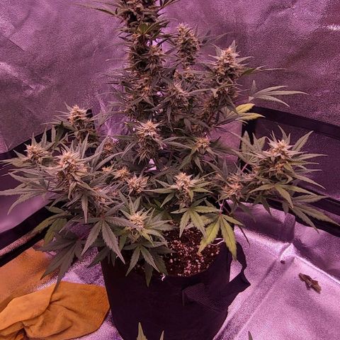 Diablo Rojo xl auto & Auto betty growlog timeline photo