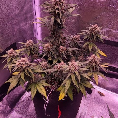 Diablo Rojo xl auto & Auto betty growlog timeline photo