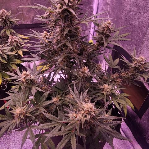 Diablo Rojo xl auto & Auto betty growlog timeline photo