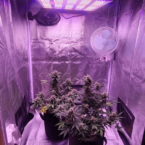 Diablo Rojo xl auto & Auto betty growlog timeline photo
