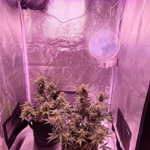 Diablo Rojo xl auto & Auto betty growlog timeline photo