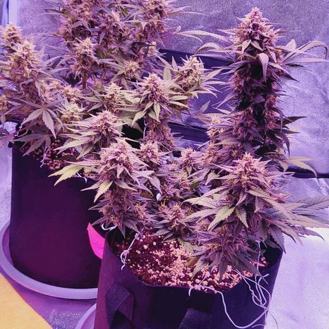 Diablo Rojo xl auto & Auto betty growlog timeline photo