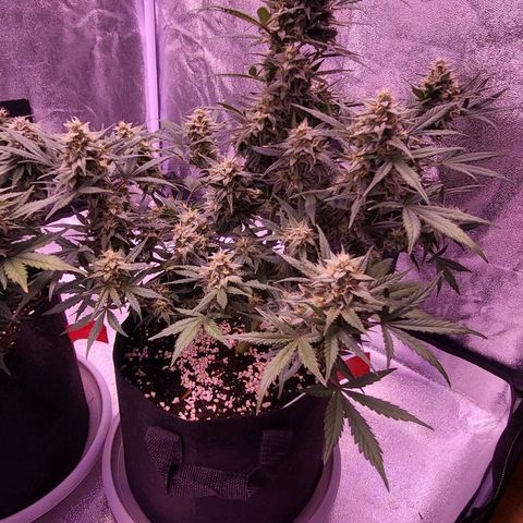 Diablo Rojo xl auto & Auto betty growlog timeline photo