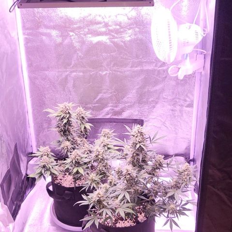 Diablo Rojo xl auto & Auto betty growlog timeline photo