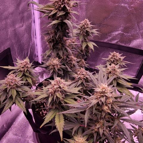Diablo Rojo xl auto & Auto betty growlog timeline photo