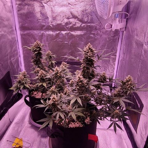 Diablo Rojo xl auto & Auto betty growlog timeline photo