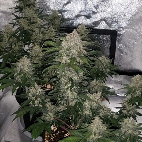 Diablo Rojo xl auto & Auto betty growlog timeline photo