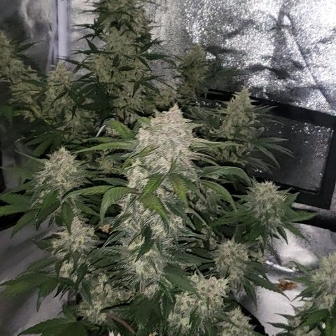 Diablo Rojo xl auto & Auto betty growlog timeline photo