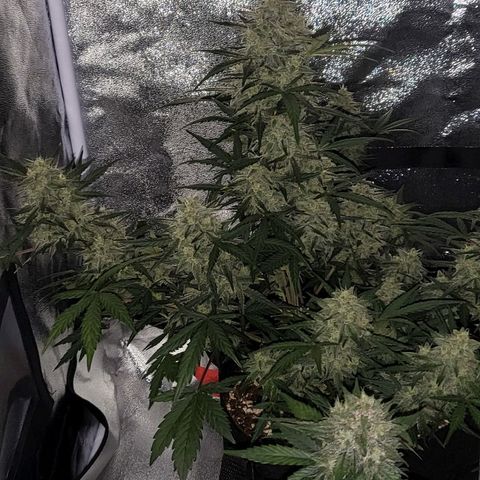 Diablo Rojo xl auto & Auto betty growlog timeline photo