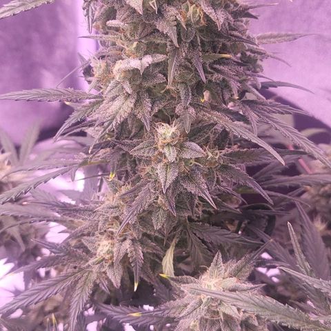 Diablo Rojo xl auto & Auto betty growlog timeline photo