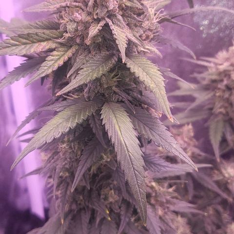 Diablo Rojo xl auto & Auto betty growlog timeline photo