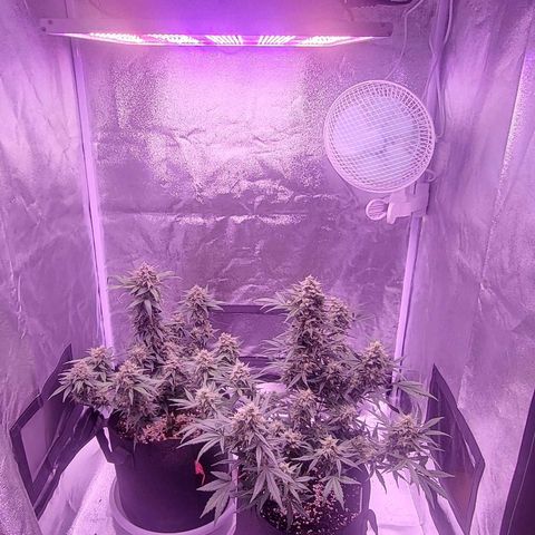Diablo Rojo xl auto & Auto betty growlog timeline photo